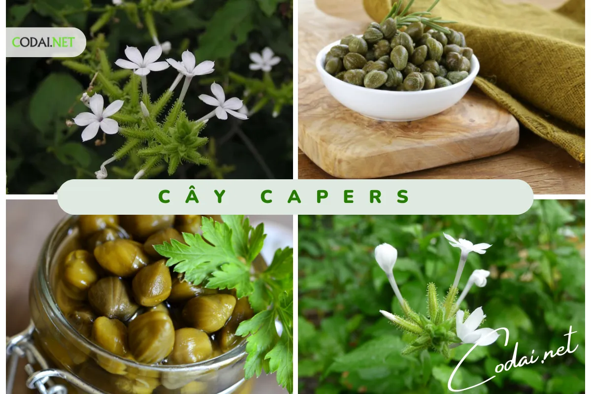 Trồng cây Capers (Capparis spinosa) lấy hoa và hạt