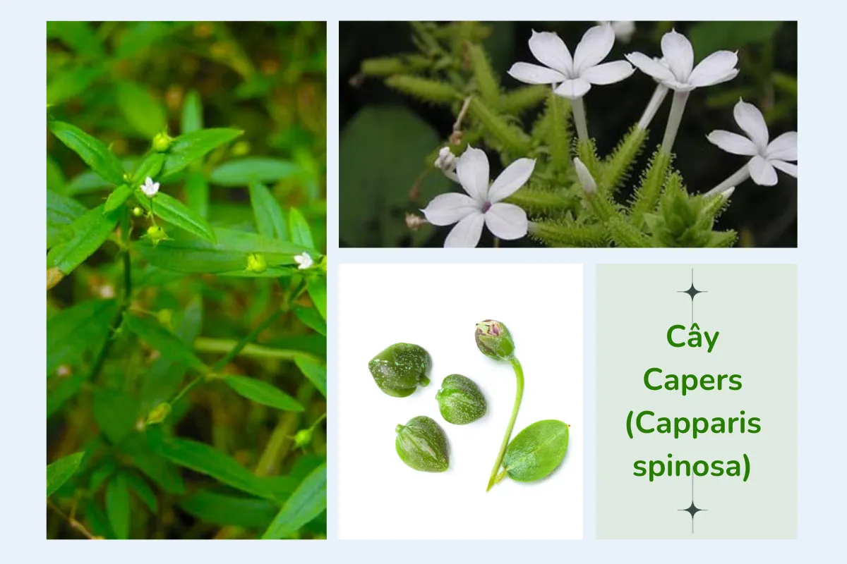 Cây Capers (Capparis spinosa) có công dụng trong ẩm thực vày tế