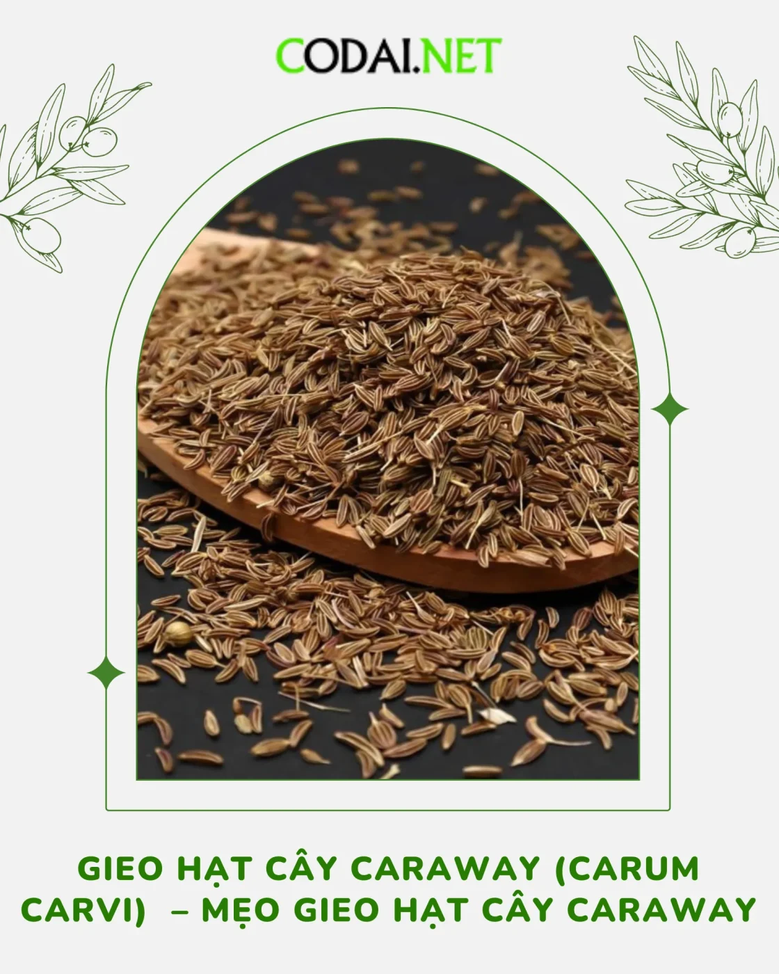anh bia Gieo hạt cây Caraway (Carum carvi) – Mẹo gieo hạt cây Caraway