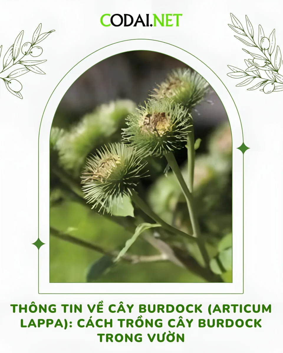 bìa Thông tin về cây Burdock (Articum lappa) Cách trồng cây Burdock trong vườn