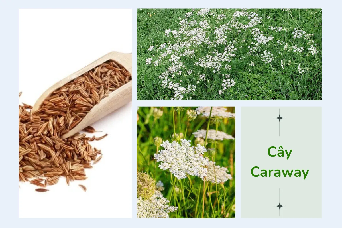 Cây Caraway (Carum carvi) 