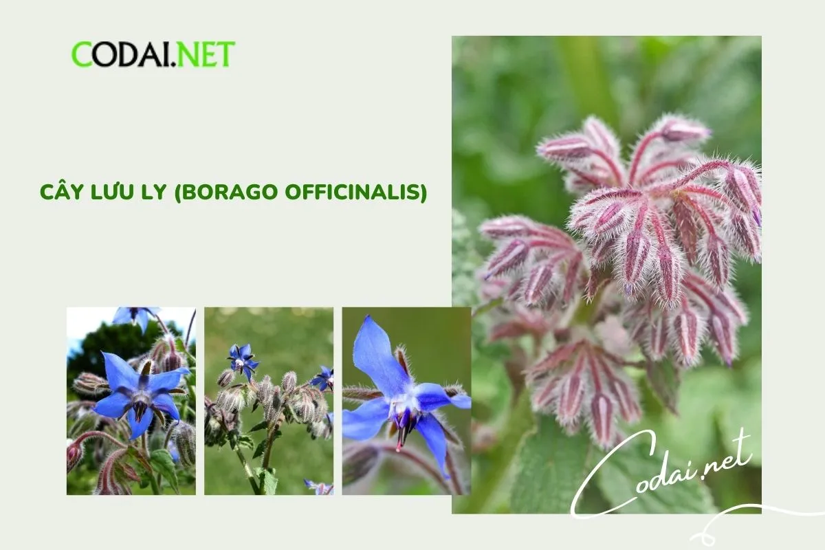 Cây Lưu Ly (Borago officinalis) là một loại cây thảo mộc thuộc họ Rau cỏ (Boraginaceae)