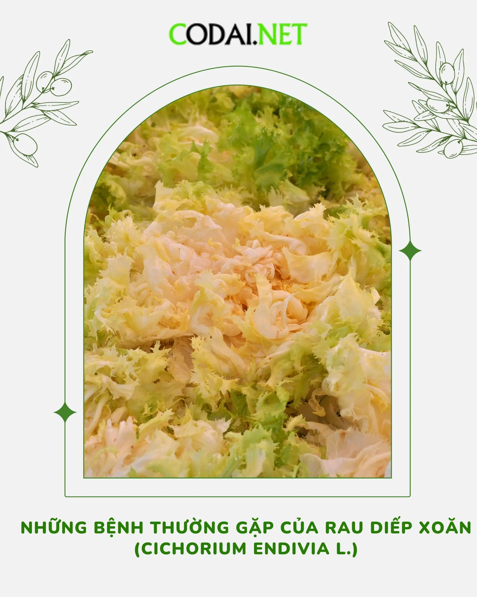 Tìm hiểu về tuổi thọ của Rau Diếp Xoăn (Cichorium Endivia L.) · Cỏ Dại