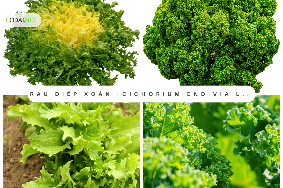  (Cichorium Endivia L.) là một loại rau màu xanh, thuộc họ Cichoriaceae