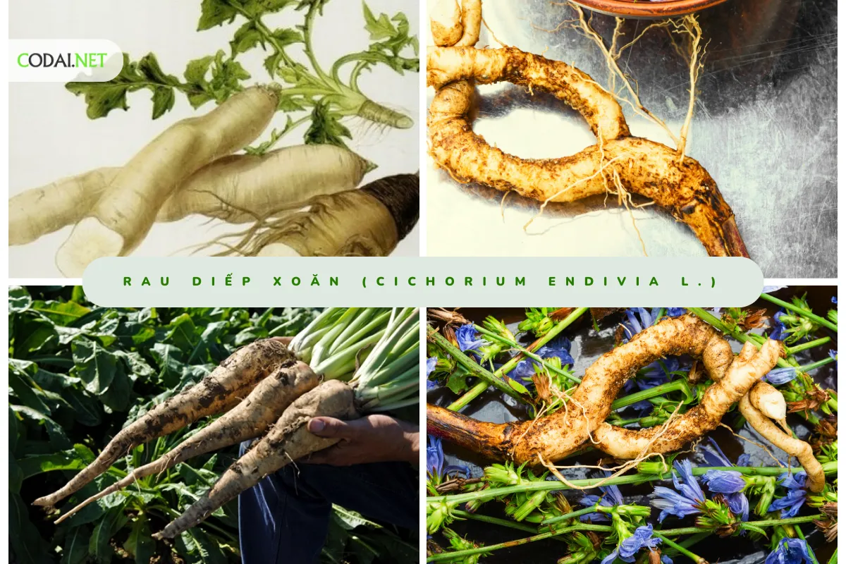 Chuẩn bị cho buổi thu hoạch rễ Rau Diếp Xoăn (Cichorium Endivia L.) là một quy trình quan trọng