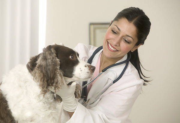 7-van-de-tieu-hoa-o-cho-va-cach-xu-tri-1 Veterinarian Examining Dog January 30, 2004