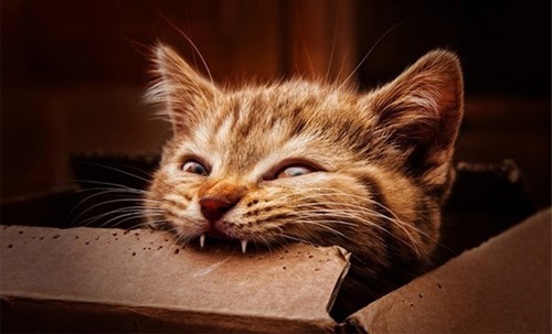 73168754_1402603776557820_3010268614134595584_n-26-1