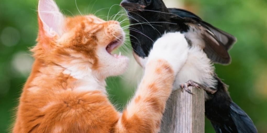 82283495_2634875120065417_7235349026927804416_n-25