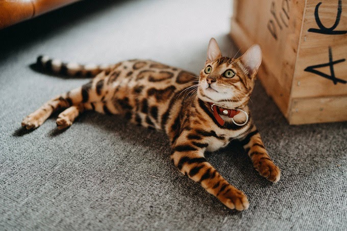 82283495_2634875120065417_7235349026927804416_n-8-1 mèo Bengal