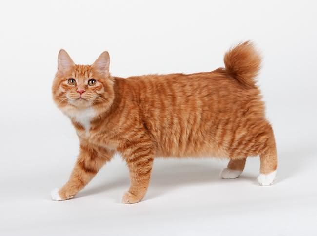 american-bobtail-1