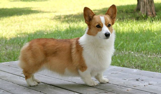 ban-cho-corgi-hcm-4