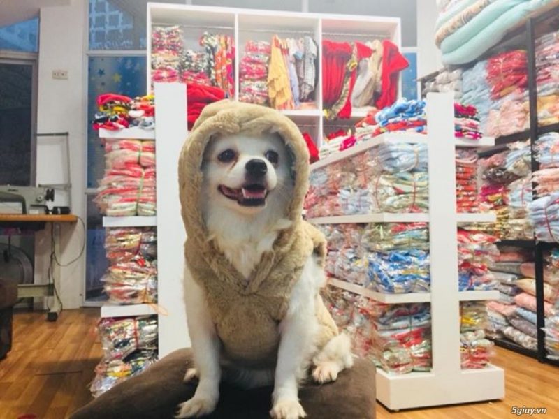 bc3a1n-se1bb89-c491e1bb93-chc3b3-mc3a8o-e1589018080457-1 bán sỉ đồ chó mèo