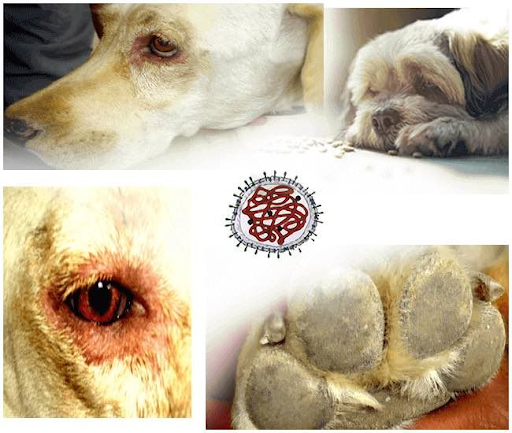 benh-care-o-cho-co-chua-duoc-khong-1