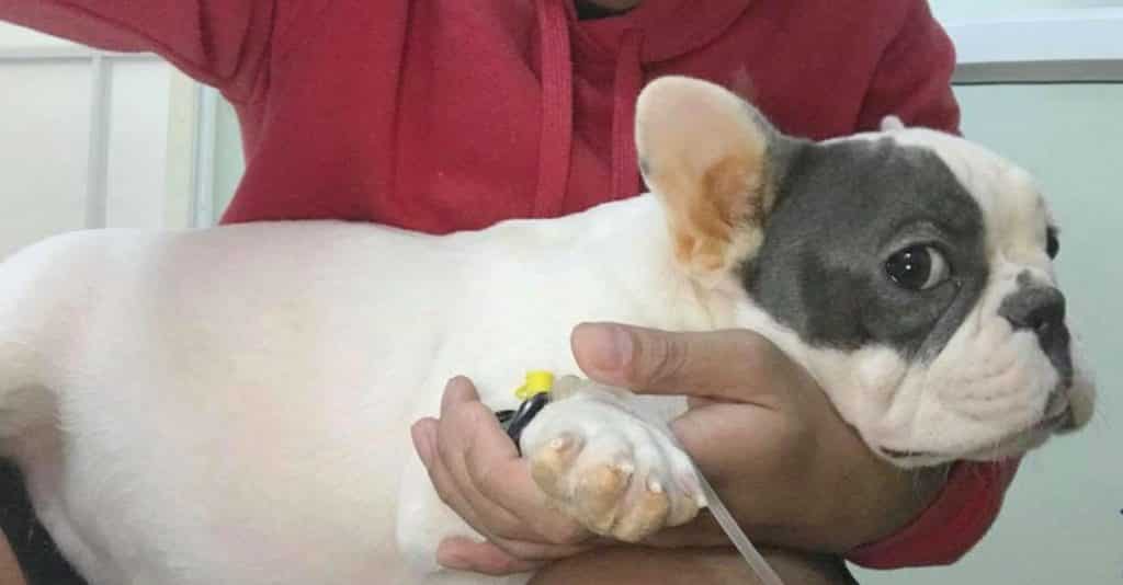 benh-parvo-o-cho-bull-2