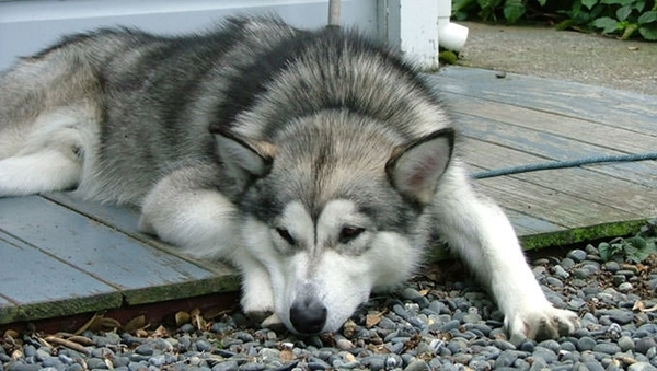 benh-thuong-gap-o-cho-alaska-1