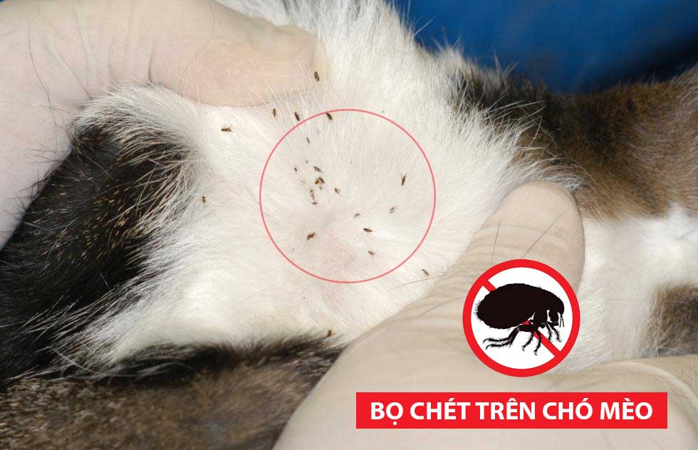 bo-chet-tren-cho-meo