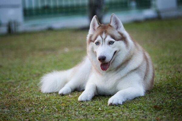bo-long-dac-biet-cho-husky