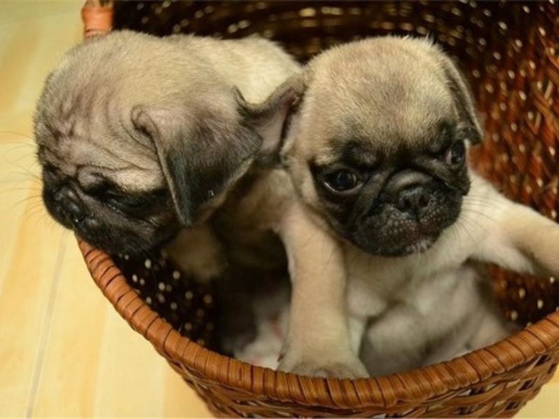 cach-cham-soc-cho-con-1-thang-tuoi-2-1