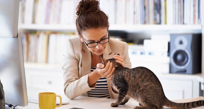 cach-dieu-tri-hoi-mieng-cho-meo-3