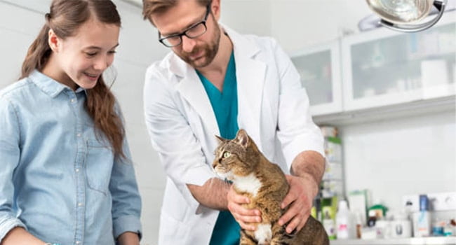 cach-dieu-tri-meo-bi-giam-can-1