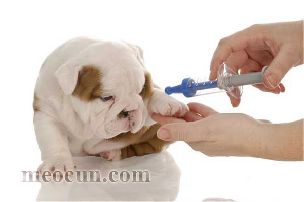 cc3a1ch-phc3b2ng-be1bb87nh-de1baa1i-e1bb9f-chc3b3-de1baa5u-hie1bb87u-nhe1baadn-bie1babft-meocunpetshop-c Dấu hiệu và cách phòng bệnh dại cho chó Mèo Cún Pet Shop