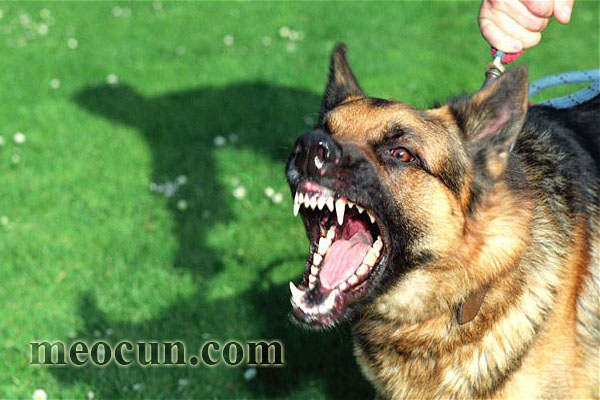 cc3a1ch-phc3b2ng-be1bb87nh-de1baa1i-e1bb9f-chc3b3-de1baa5u-hie1bb87u-nhe1baadn-bie1babft-meocunpetshop Dấu hiệu và cách phòng bệnh dại cho chó Mèo Cún Pet Shop