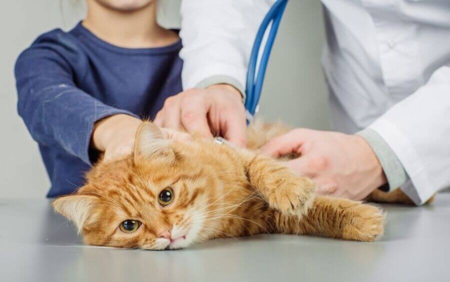 cham-soc-meo-bi-fiv-2-1