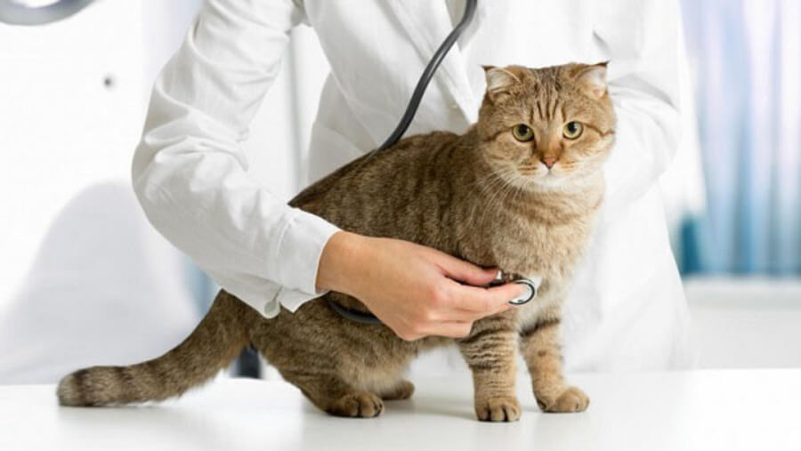 cham-soc-meo-bi-fiv-3-1