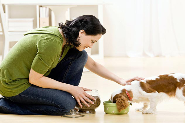 cho-an-dung-cach-dam-bao-suc-khoe-cun-cung-meocun-avarta-1 Cho ăn đúng cách đảm bảo sức khỏe cún cưng - meocun.com