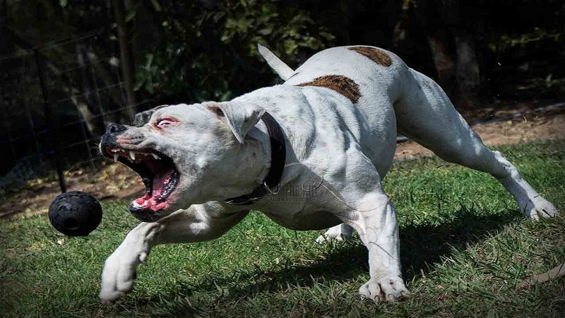 cho-bull-my Chó Pull Mỹ