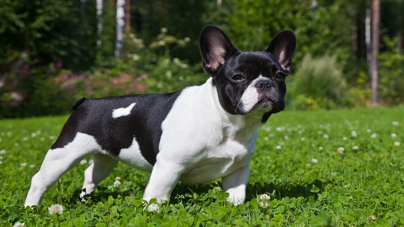 cho-bull-phap Chó Bull Pháp