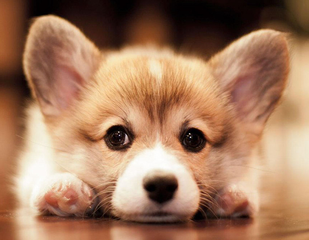 cho-canh-cho-corgi-cho-tot-1