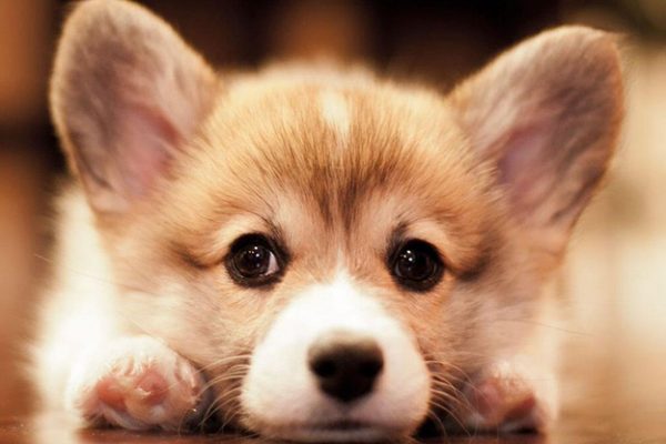 cho-canh-cho-corgi-cho-tot-600x400-1