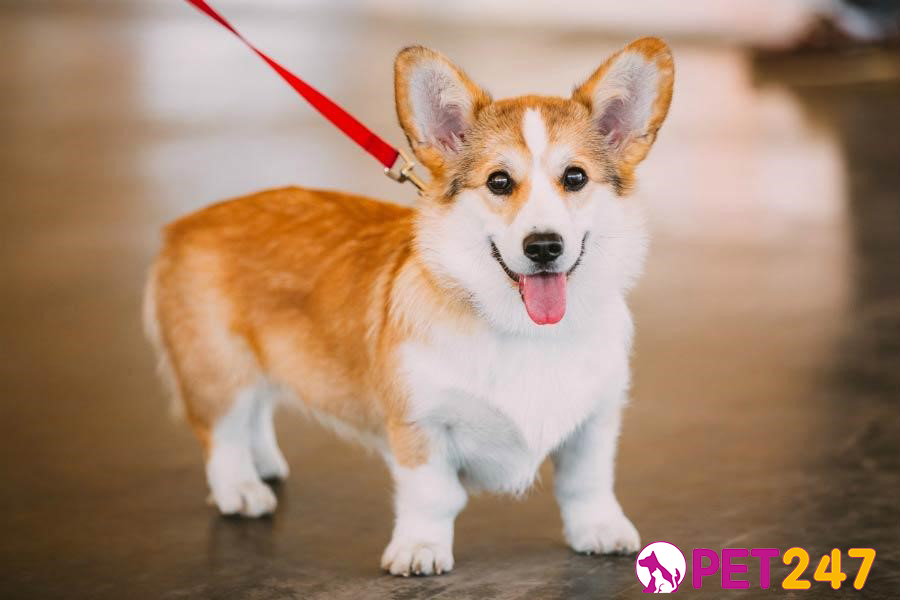 cho-corgi-co-nguoc-goc-tu-xu-wales-1
