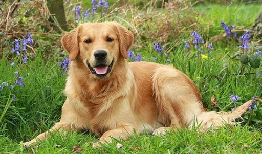 cho-golden-gia-3