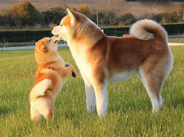 cho-kita-inu-14-giong-cho-dep-nhat-the-gioi-1 14 giong cho dep nhat the gioi - meocun2.manhlinh.net