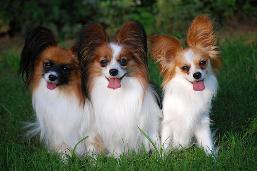 cho-papillon