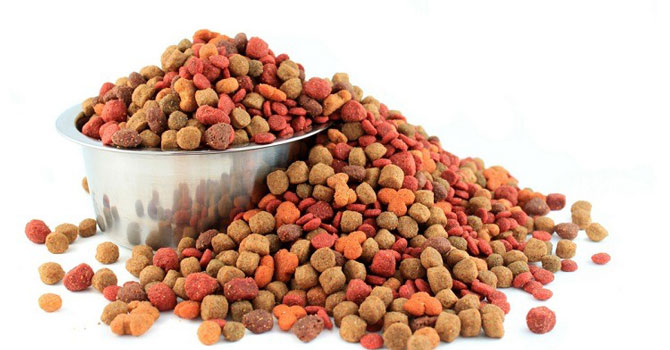 Chó Phốc Sóc Ăn Gì? Thức Ăn Chó Pomeranian Thích Ăn Nhất Là Gì?