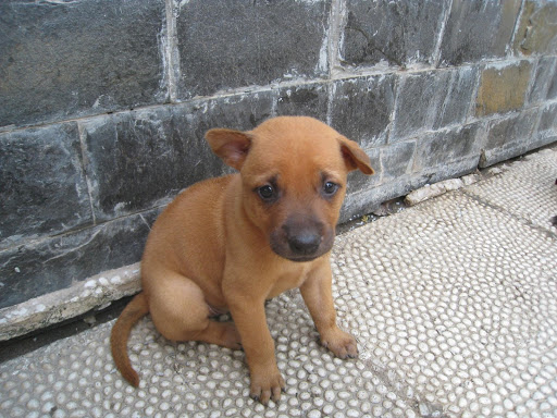cho-phu-quoc-gia-1