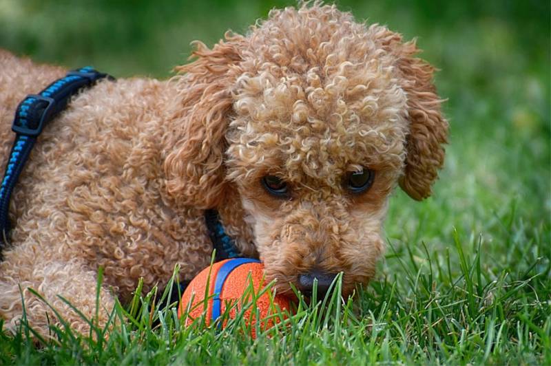 cho-poodle-01