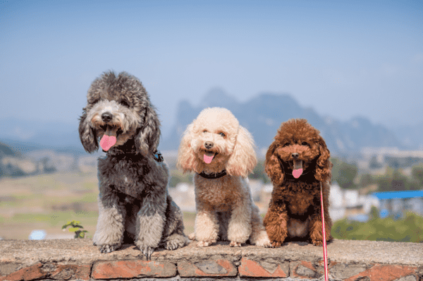 cho-poodle-1 Giống chó Poodle dễ thương, dễ nuôi, thân thiện với gia đình