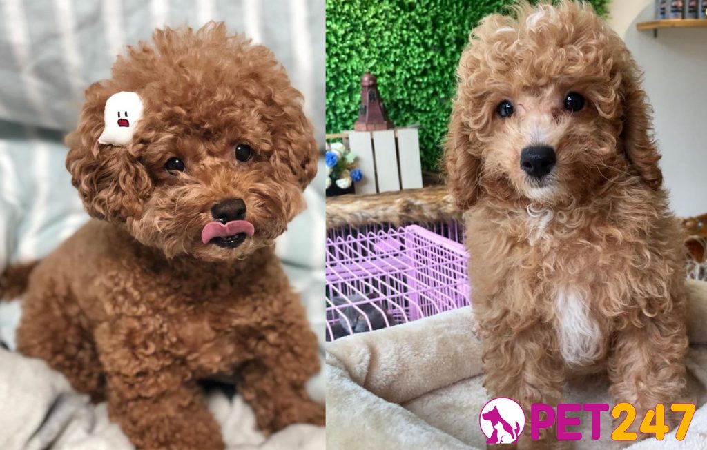 cho-poodle-1024x652-1