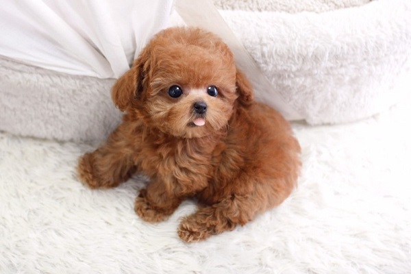 cho-poodle