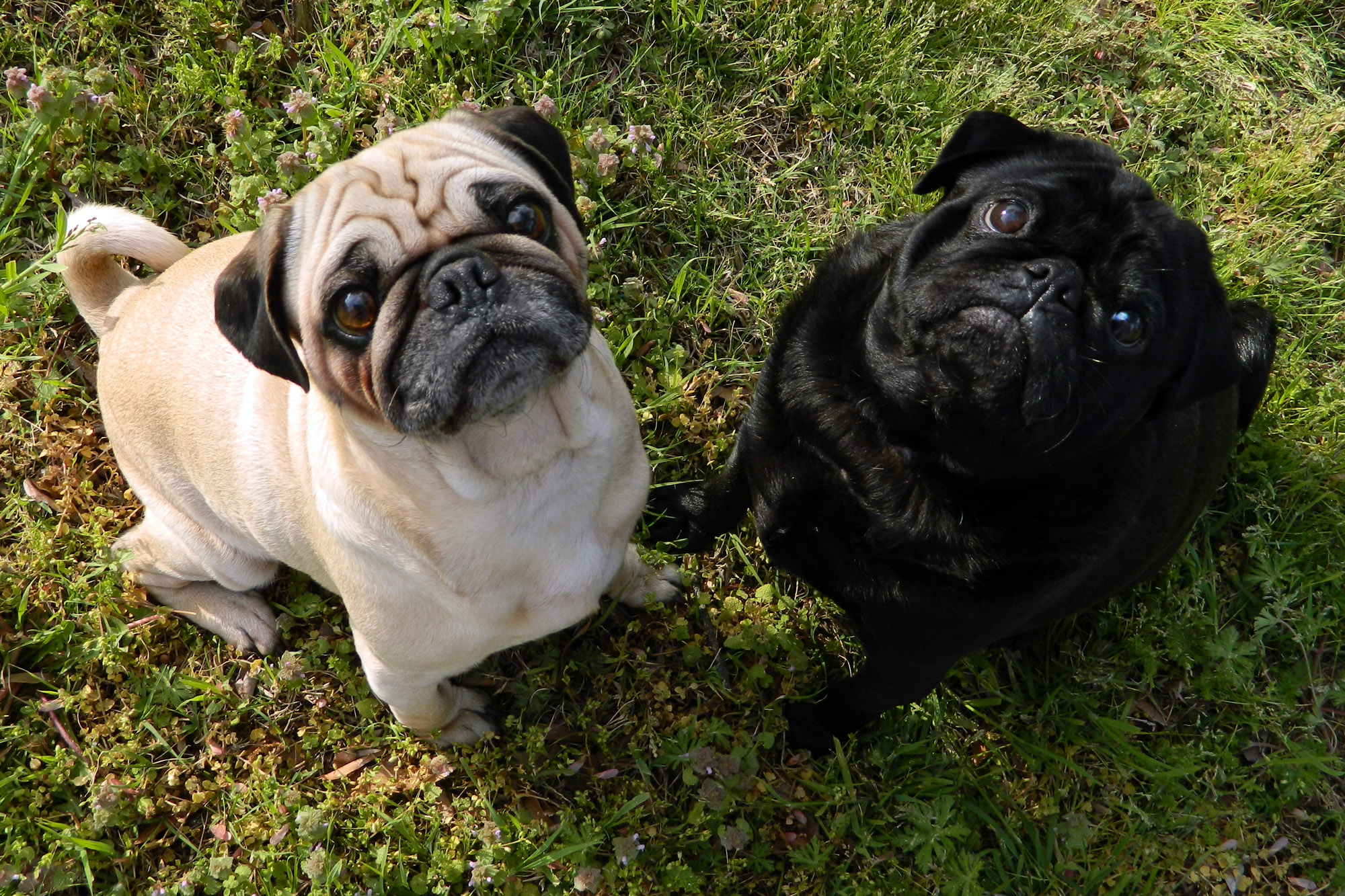 cho-pug-1 giống chó pug dễ thương dễ nuôi