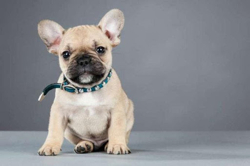 cho-pug-gia-bao-tien-1-1