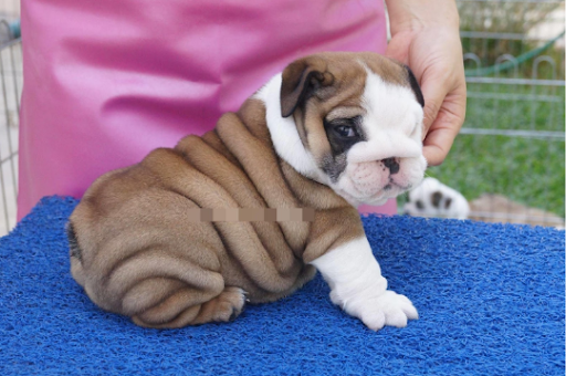 cho-pug-gia-bao-tien-1