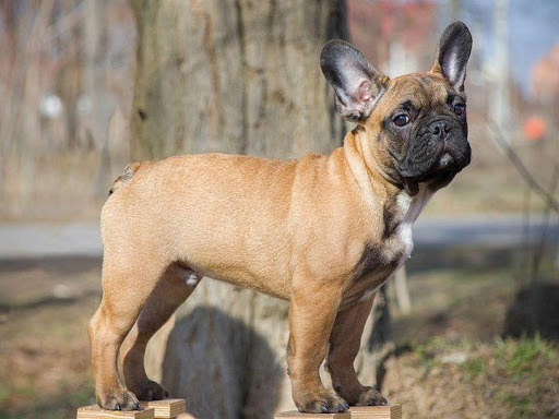 cho-pug-gia-bao-tien-2