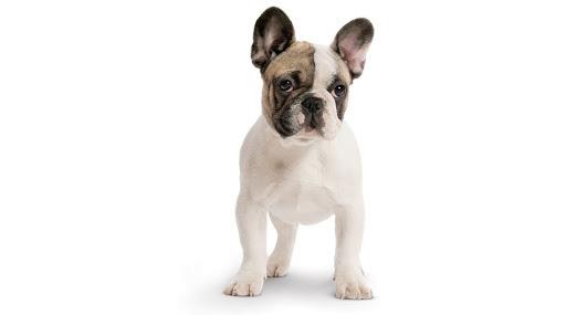 cho-pug-gia-bao-tien-3