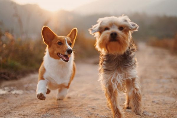 corgi-and-terrier-running-600x400-1