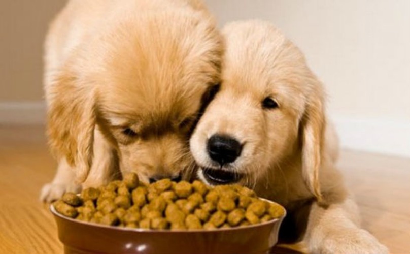 dogs-eating Hạt ăn cho chó